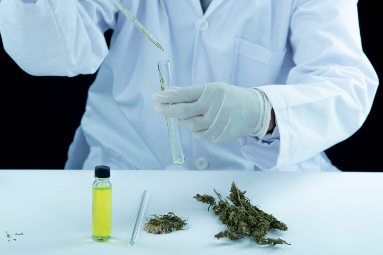 doctor hand hold and offer to patient medical marijuana and oil
