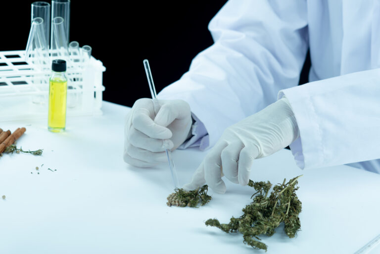 doctor hand hold and offer to patient medical marijuana and oil