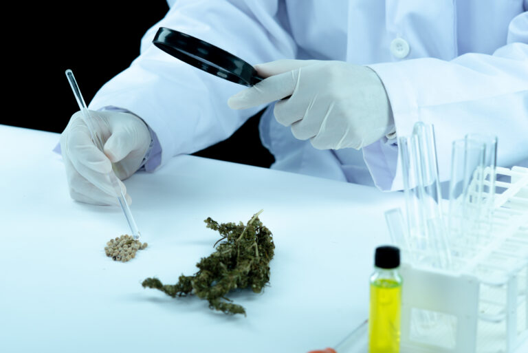 doctor hand hold and offer to patient medical marijuana and oil